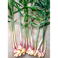 100% Pure Essential Oil - Ginger