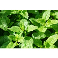 100% Pure Essential Oil - Menthol