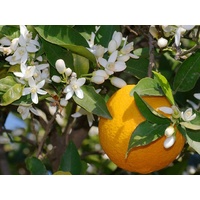 100% Pure Essential Oil - Pettigrain