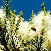 100% Pure Essential Oil - Tea Tree