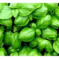 100% Pure Essential Oil - Tulsi (Basil)