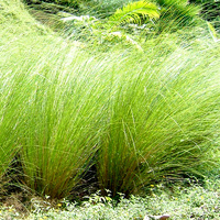 100% Pure Essential Oil - Vetiver